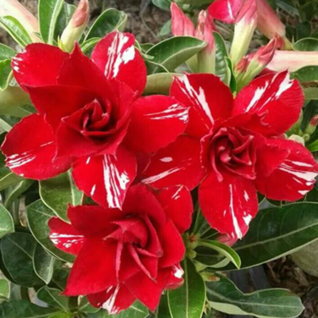 Adenium - RED SPOILER- 10 Flower Seeds