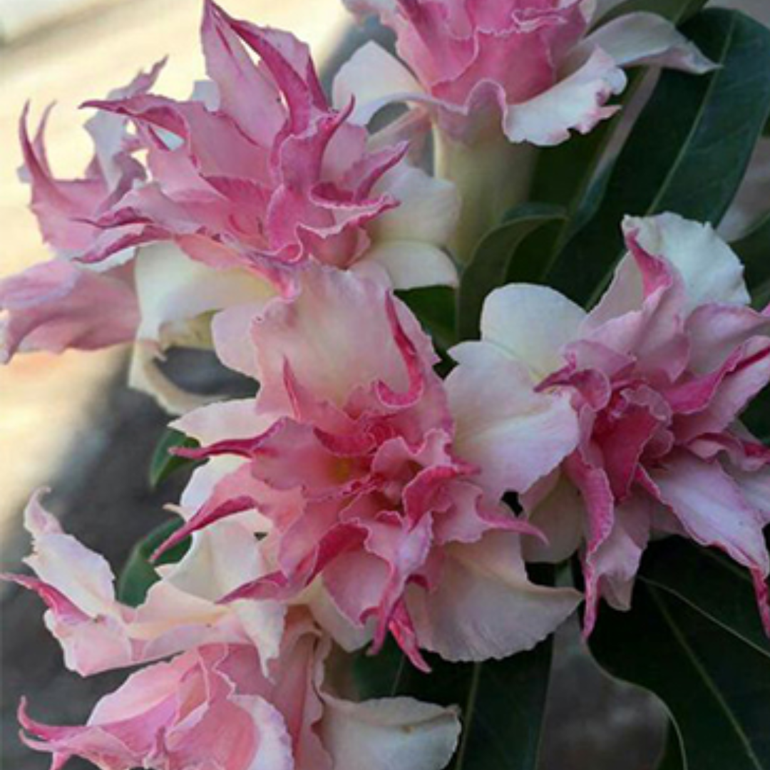 Adenium - ROME- 10 Flower Seeds