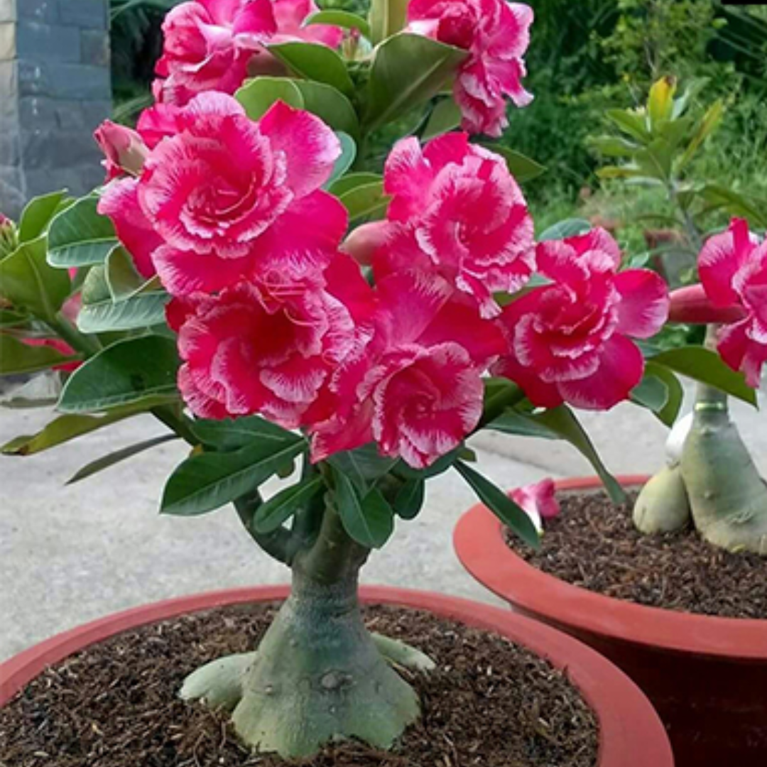 Adenium - ROSE CRAFT- 10 Flower Seeds