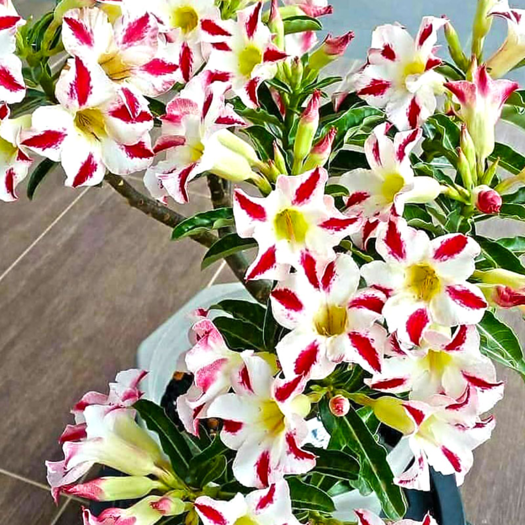 Adenium - RUFFLE RED- 10 Flower Seeds