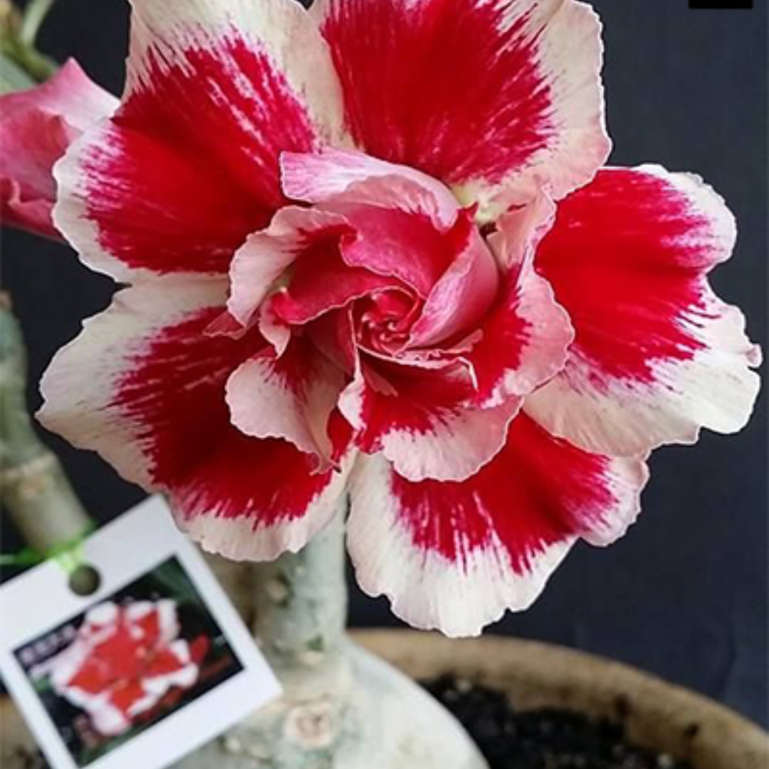 Adenium - SANTA CLAUS- 10 Flower Seeds