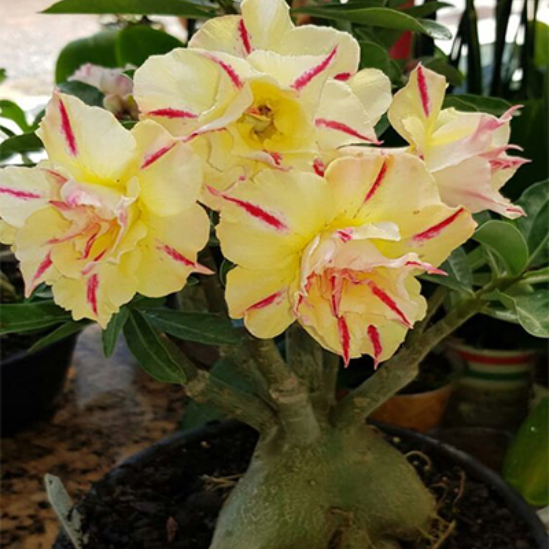 Adenium - SUMMER CANDY- 10 Flower Seeds