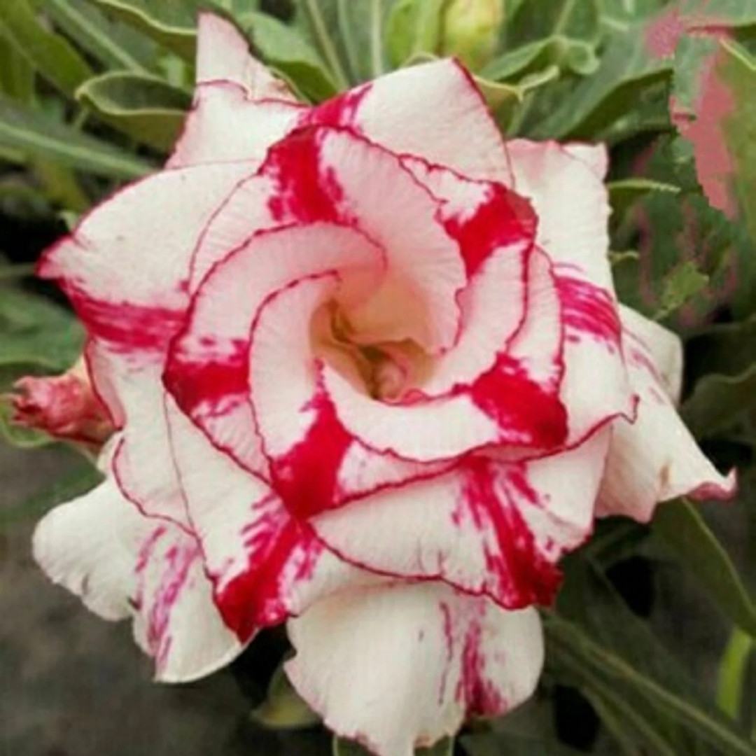 Adenium - TRIPLE RED BAND- 10 Flower Seeds