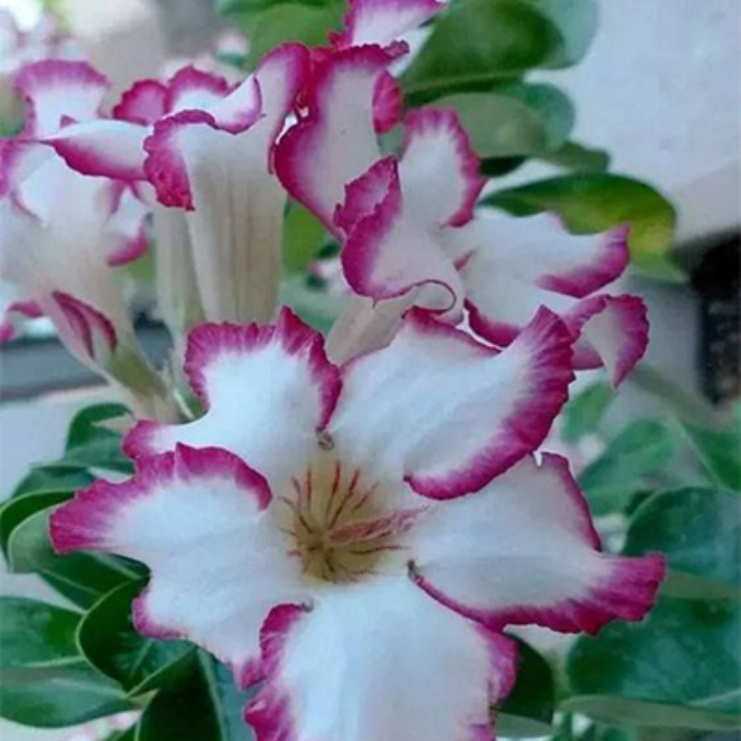 Adenium - VIOLET SHOWER- 10 Flower Seeds