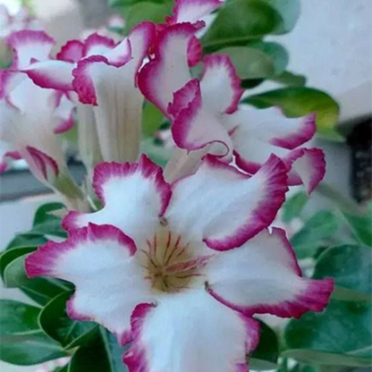Adenium - VIOLET SHOWER- 10 Flower Seeds