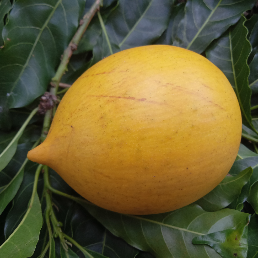 Abiu - Giant Nipple Abiu - Pouteria caimito Fruit Plant