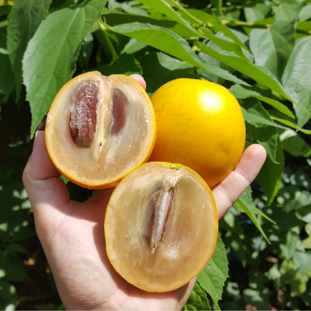 Abiu - Hybrid Abiu - Pouteria caimito Fruit Plant