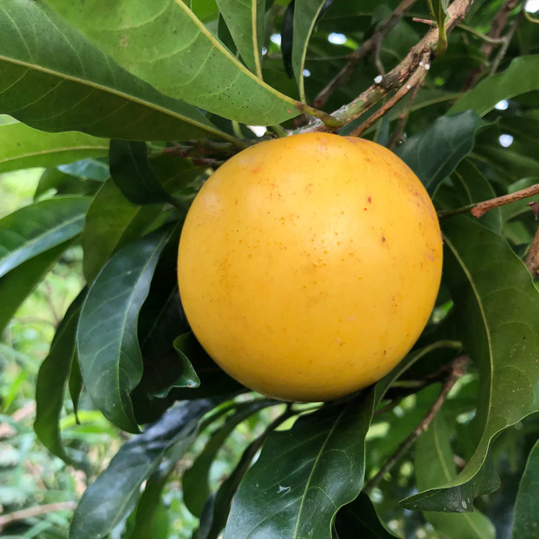 Abiu - Hybrid Abiu - Pouteria caimito Fruit Plant