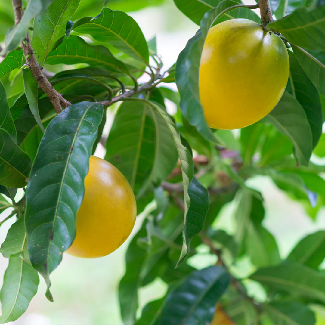 Abiu - Hybrid Abiu - Pouteria caimito Fruit Plant – M-Tech Gardens