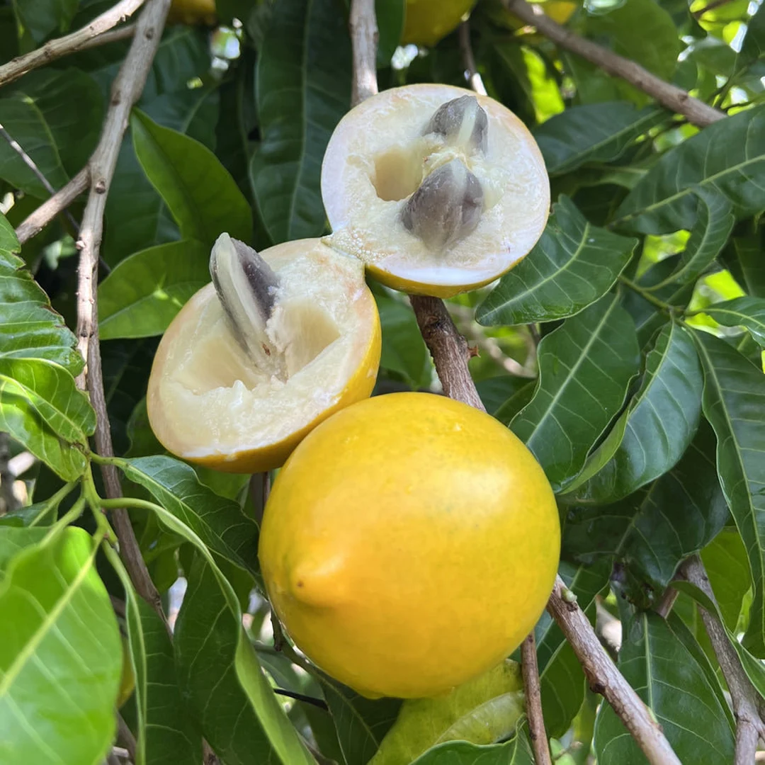 Abiu - Sweet Nipple Abiu - Pouteria caimito Fruit Plant