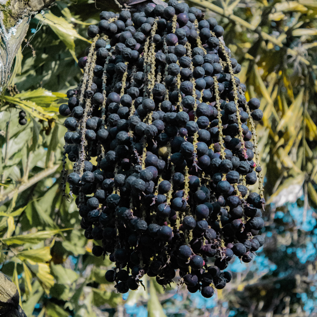 Acai Berry - Euterpe oleracea - Fruit Plant
