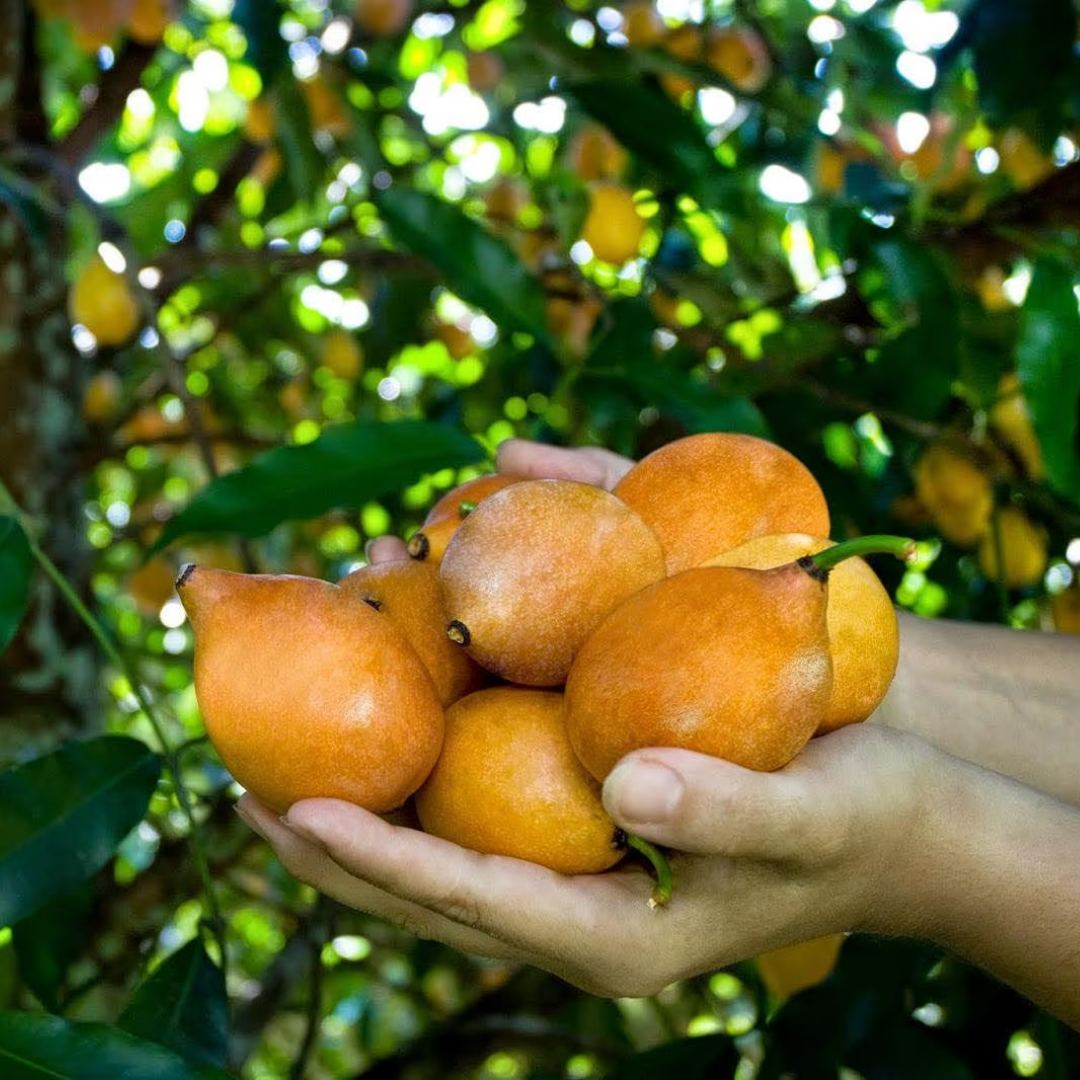 Achachairu - Garcinia humilis - Hybrid Fruit Plant