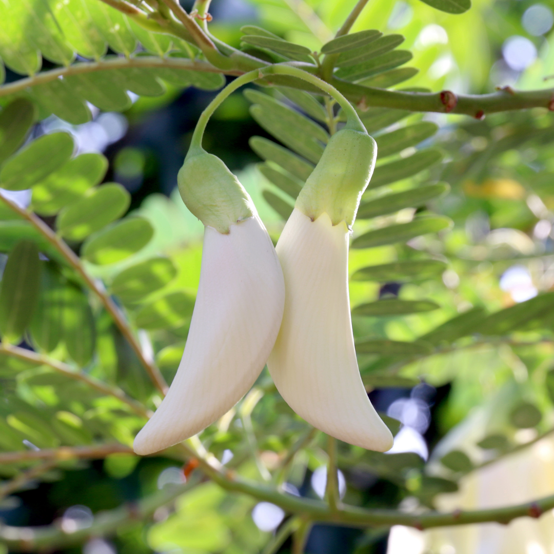 Agati - White - 20 Tree Seeds – M-Tech Gardens