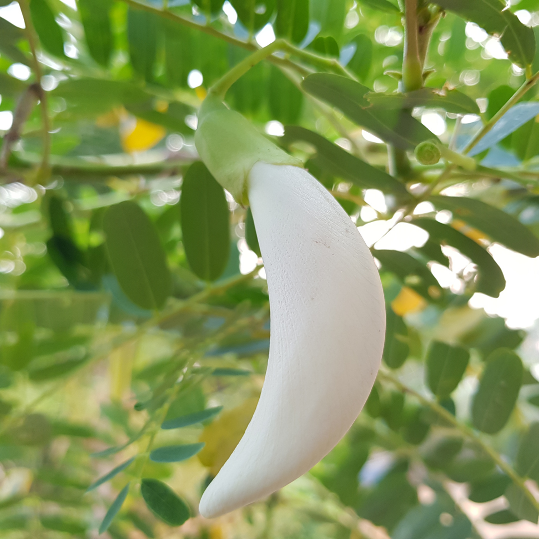 Agati - White - 20 Tree Seeds – M-Tech Gardens