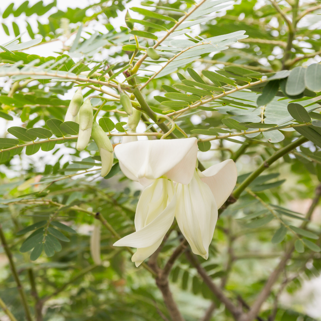 Agati - White - 20 Tree Seeds – M-Tech Gardens