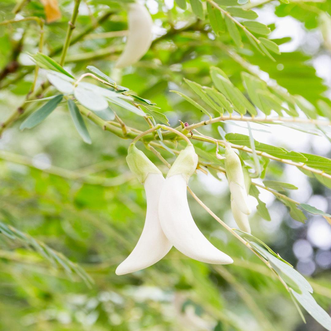 Agati - White - 20 Tree Seeds – M-Tech Gardens