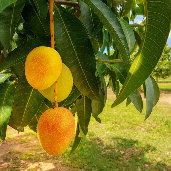 Mango - Alphonso Ratnagiri - Fruit Plant