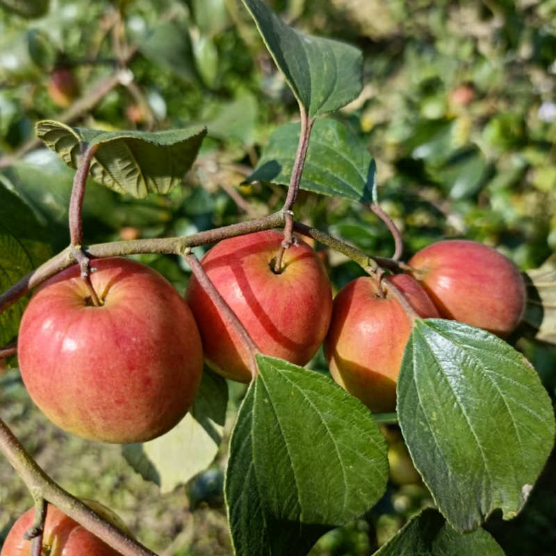 Apple Ber - Kashmiri - Hybrid Fruit Plant