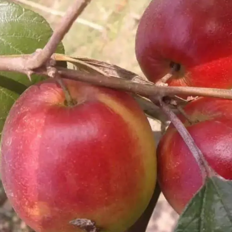 Apple Ber - Kashmiri - Hybrid Fruit Plant