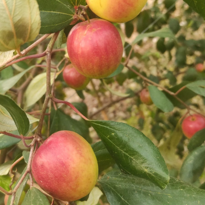 Apple Ber - Miss India - Hybrid Fruit Plant