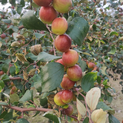 Apple Ber - Miss India - Hybrid Fruit Plant