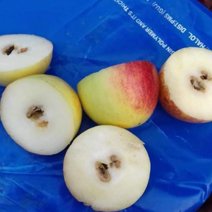 Apple Ber - Red Seedless - Hybrid Fruit Plant