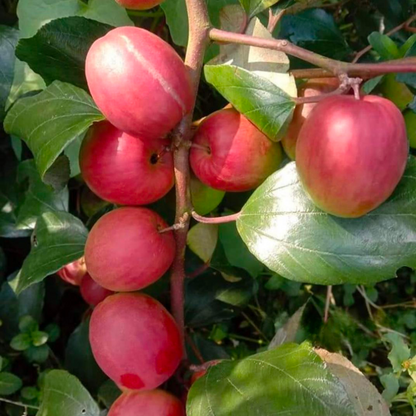 Apple Ber - Red Sundari - Hybrid Fruit Plant