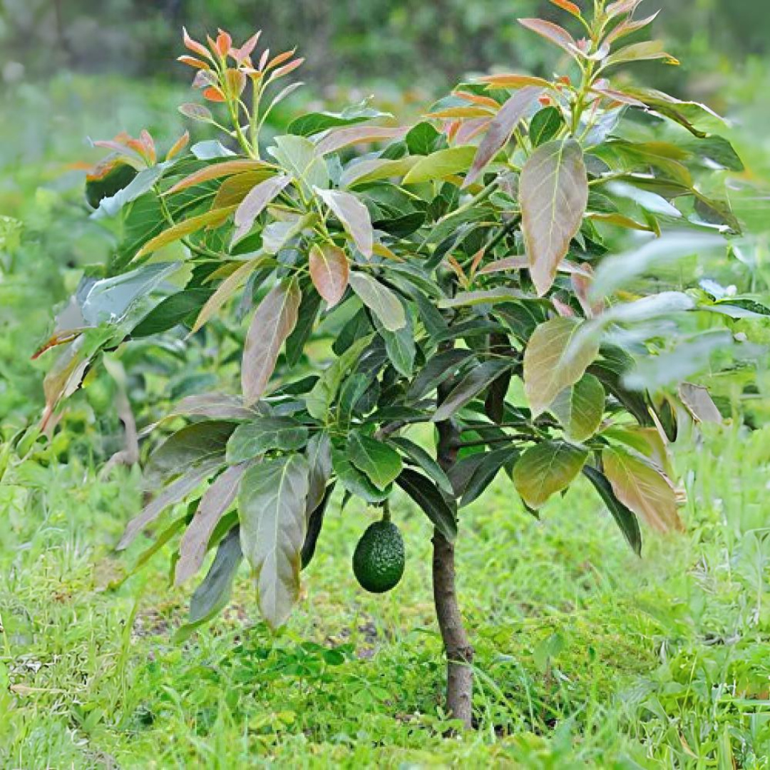 Avocado - Dwarf - Hybrid Fruit Plant