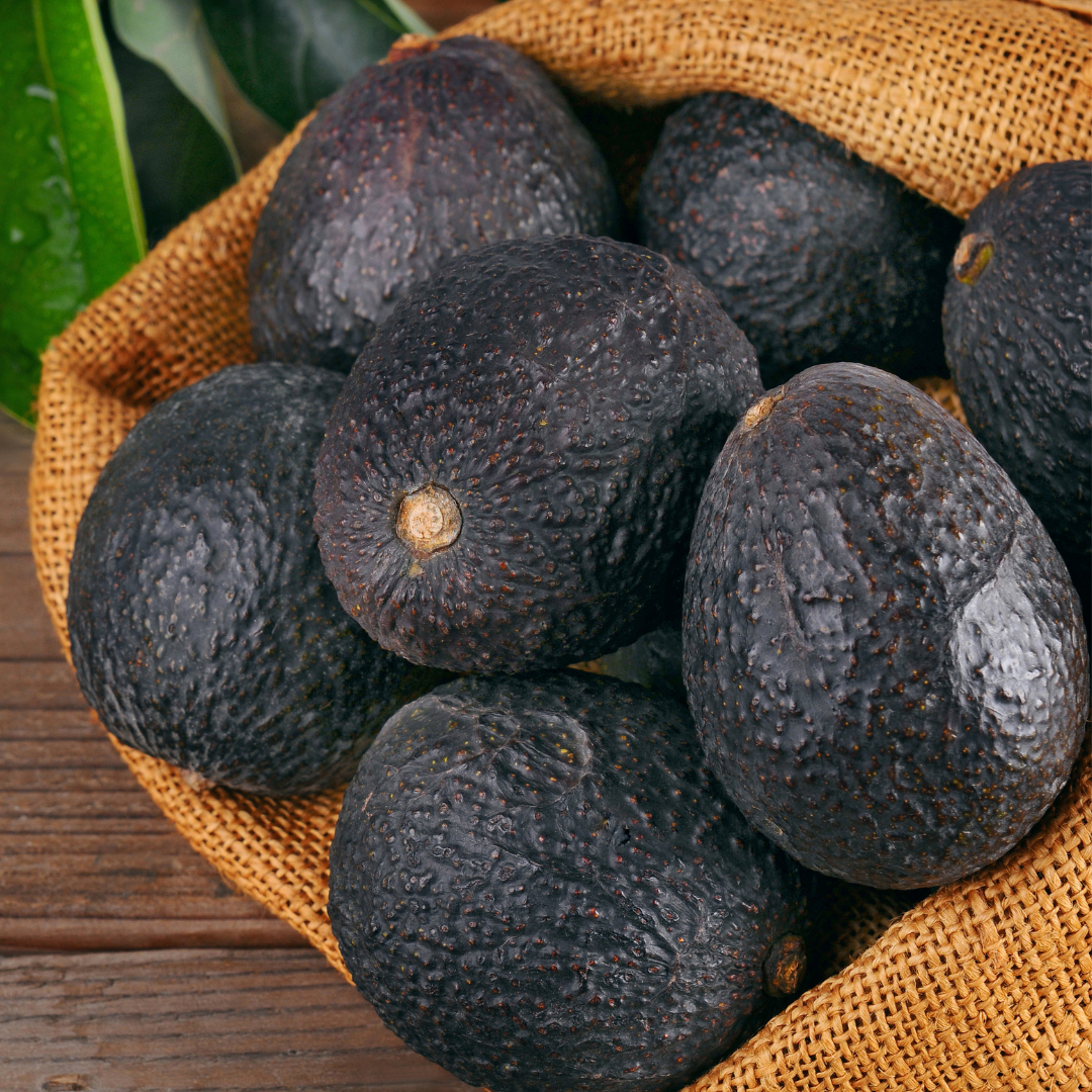 Avocado - Lamb Hass - Hybrid Fruit Plant