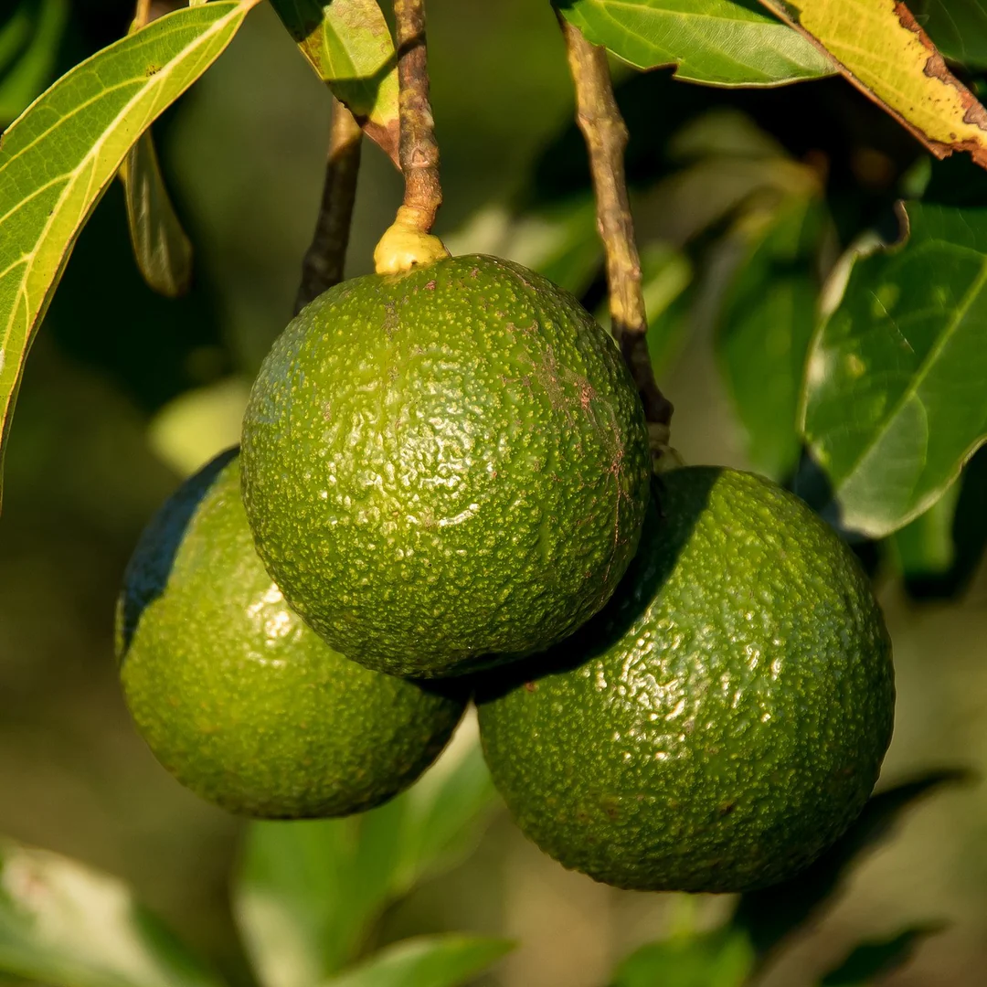 Avocado - Reed - Hybrid Fruit Plant