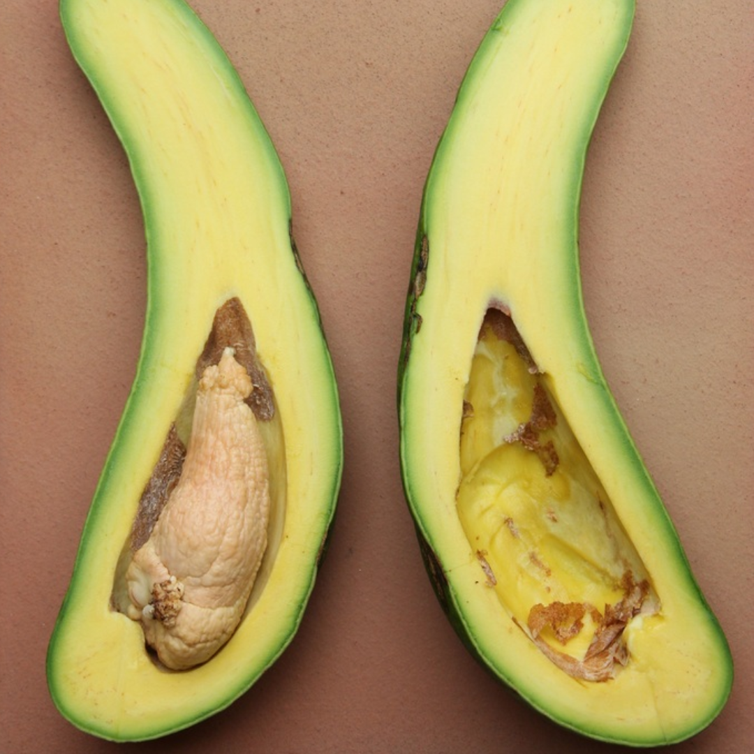Avocado - Russell - Hybrid Fruit Plant