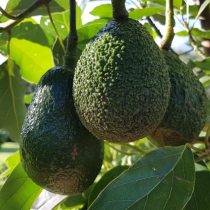 Avocado - Secondo - Hybrid Fruit Plant