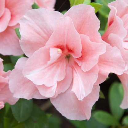 Azalea - Peach - Hybrid Flower Plant