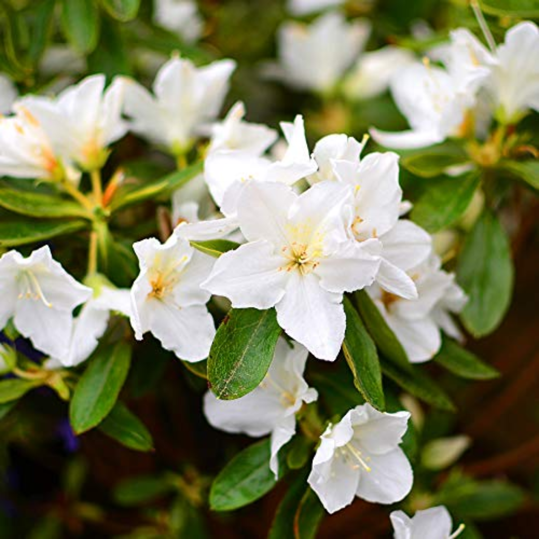 Azalea - White - Hybrid Flower Plant – M-Tech Gardens