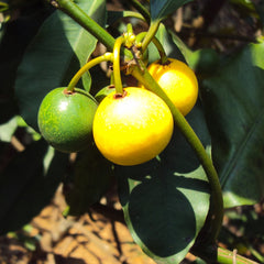 Baraba - Lemon Drop Mangosteen - Hybrid Fruit Plant