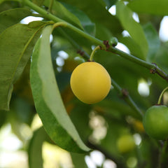 Baraba - Lemon Drop Mangosteen - Hybrid Fruit Plant