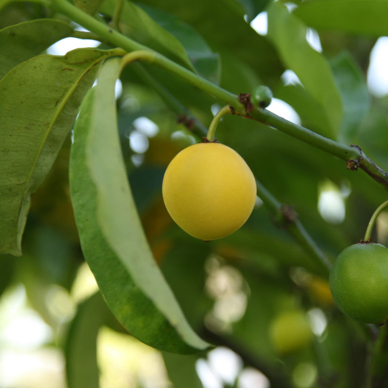 Baraba - Lemon Drop Mangosteen - Hybrid Fruit Plant