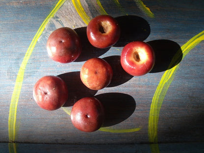 Nance Fruit Red (Byrsonima Crassifolia) Fruit Plant