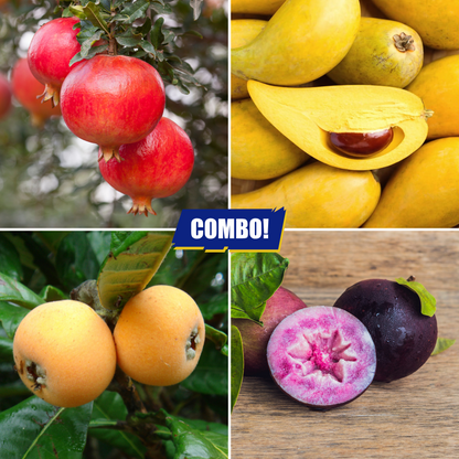 Fruit Plants Combo Pomegranate Eggfruit Loquat Milkfruit- 1 Plant Each