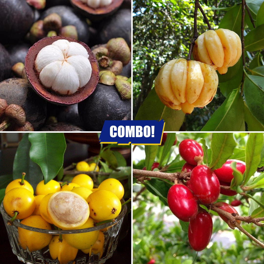 Fruit Plants Combo Mangosteen Baraba Tamarind Miracle - 1 Plant Each