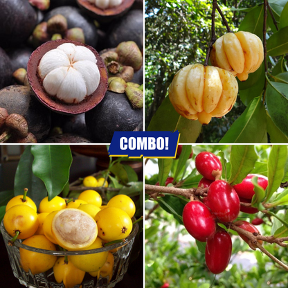 Fruit Plants Combo Mangosteen Baraba Tamarind Miracle - 1 Plant Each