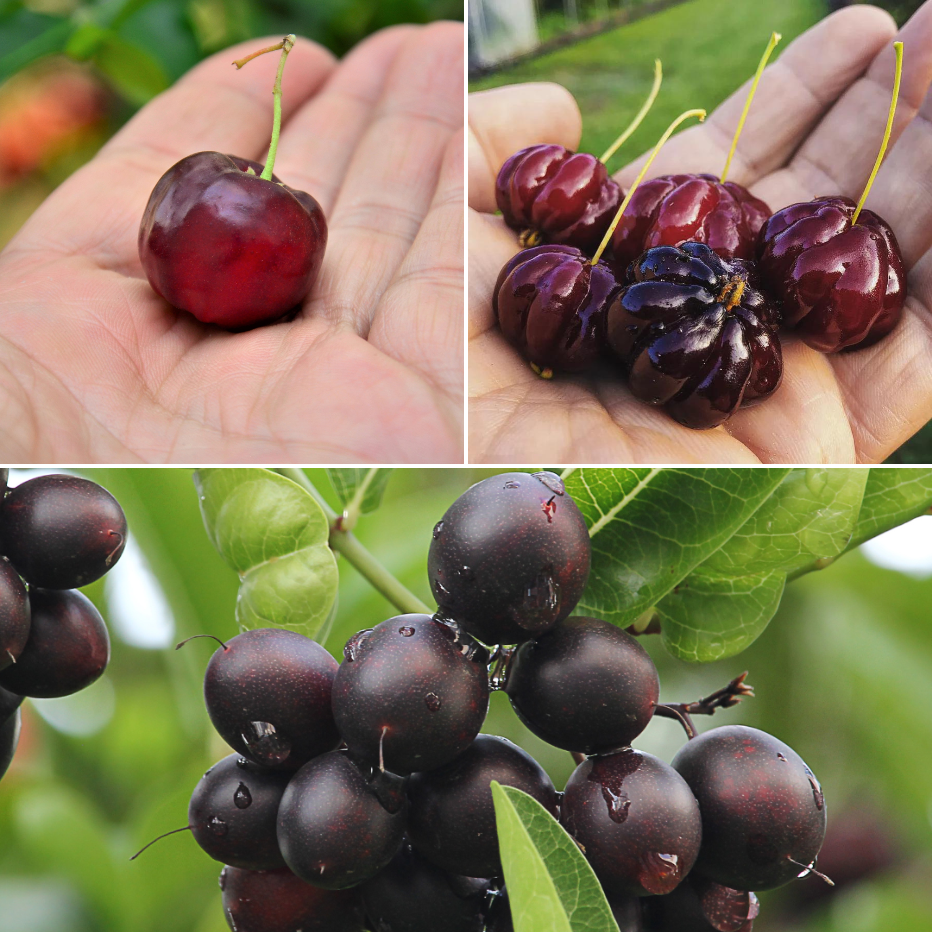 Black Cherry Fruit Plants Combo - 1 Plant Each