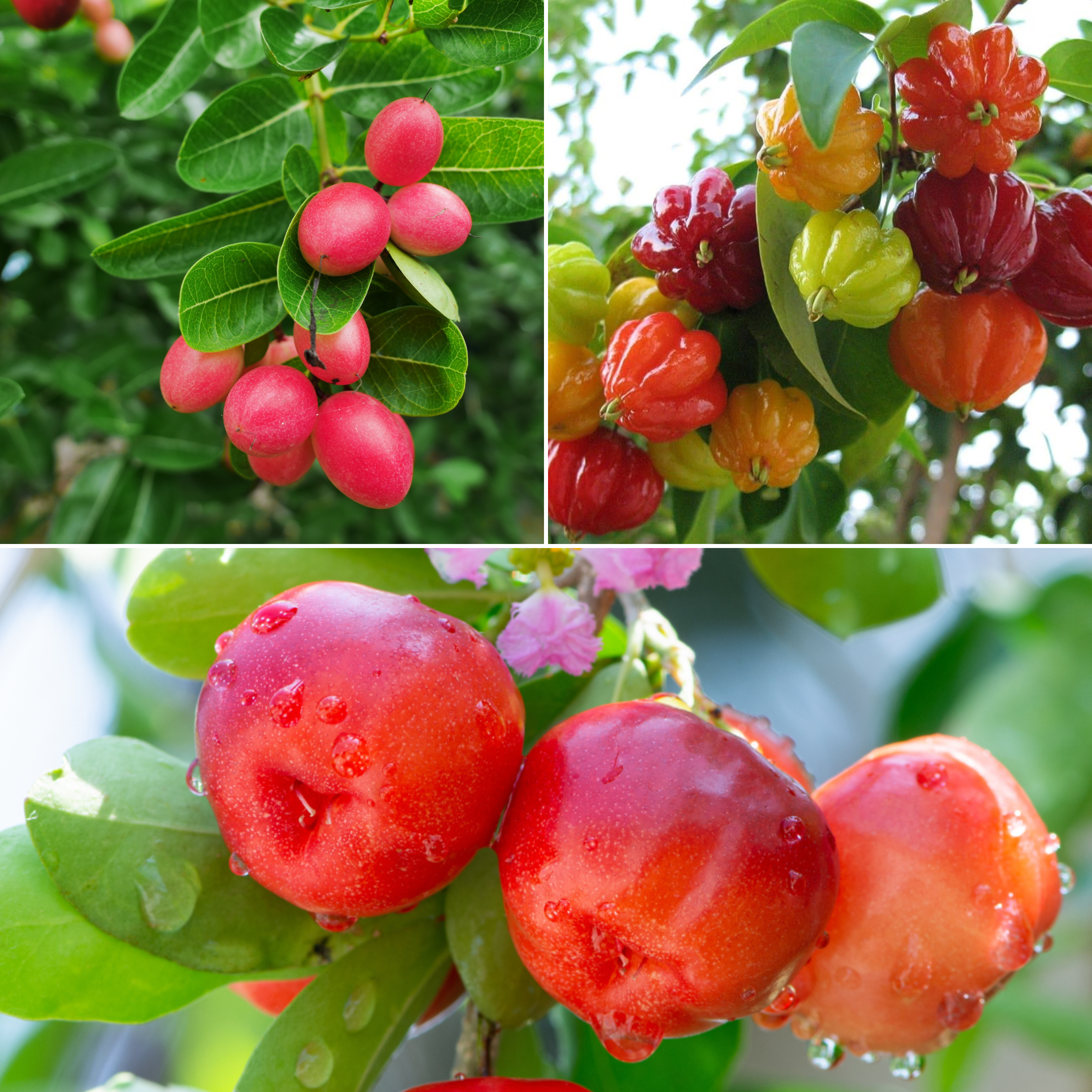 Red Cherry Fruit Plants Combo - 1 Plant Each