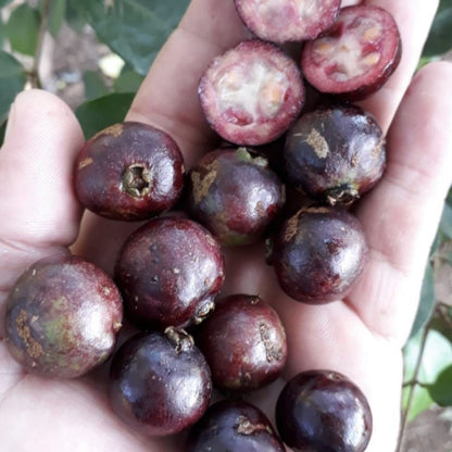Araca-Una - Purple Forest Guava - Psidium myrtoides - Fruit Plant