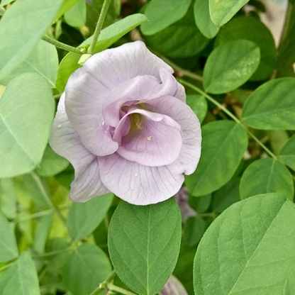 Clitoria Aparajita - Lavender Double - 10 Flower Seeds