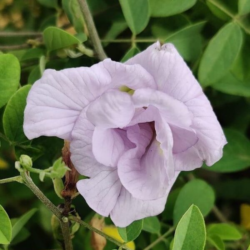 Clitoria Aparajita - Lavender Double - 10 Flower Seeds