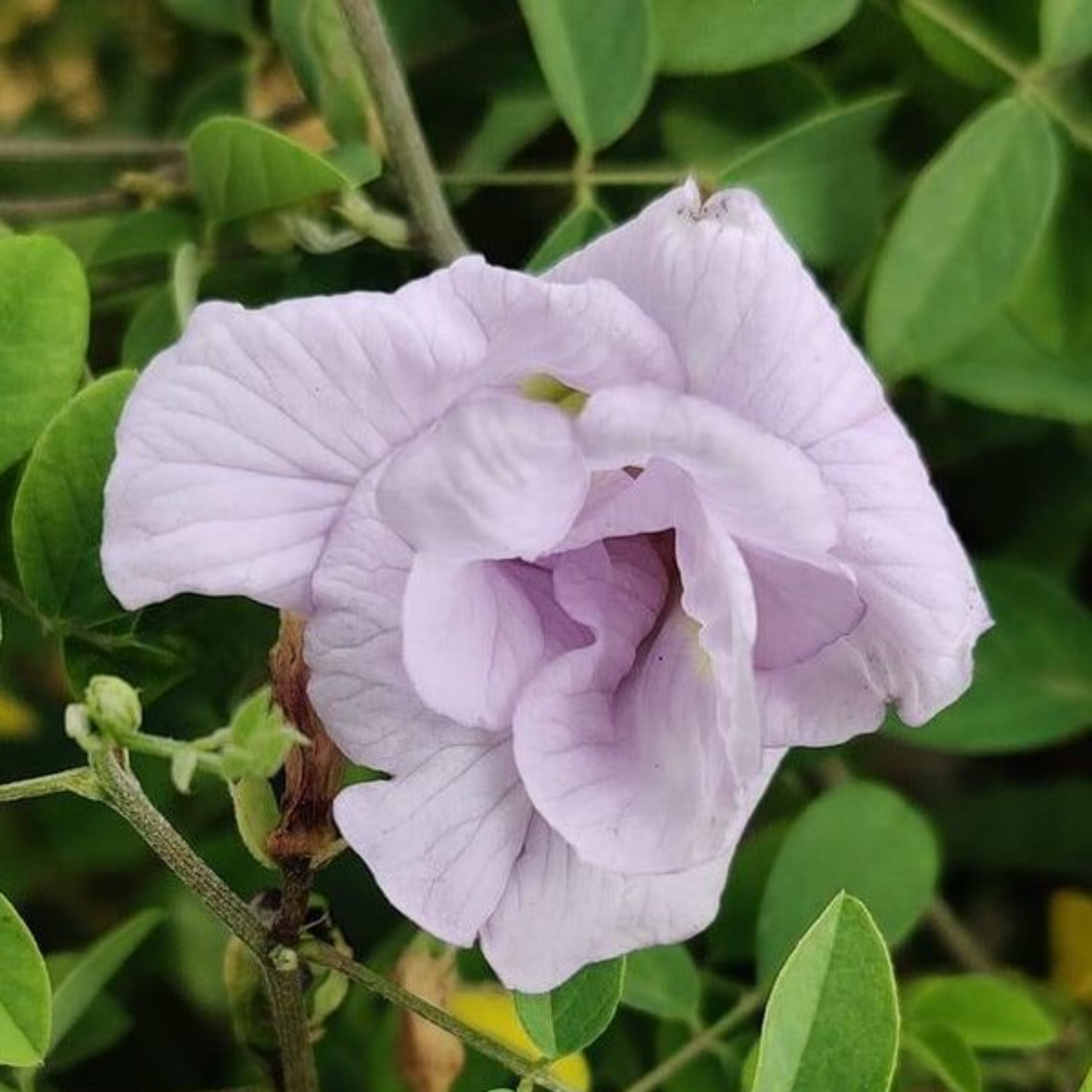 Clitoria Aparajita - Lavender Double - 10 Flower Seeds
