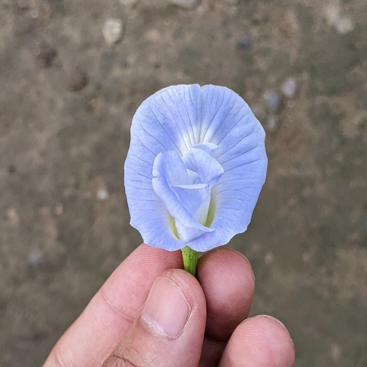 Clitoria Aparajita Light Blue 10 Flower Seeds MTech Gardens