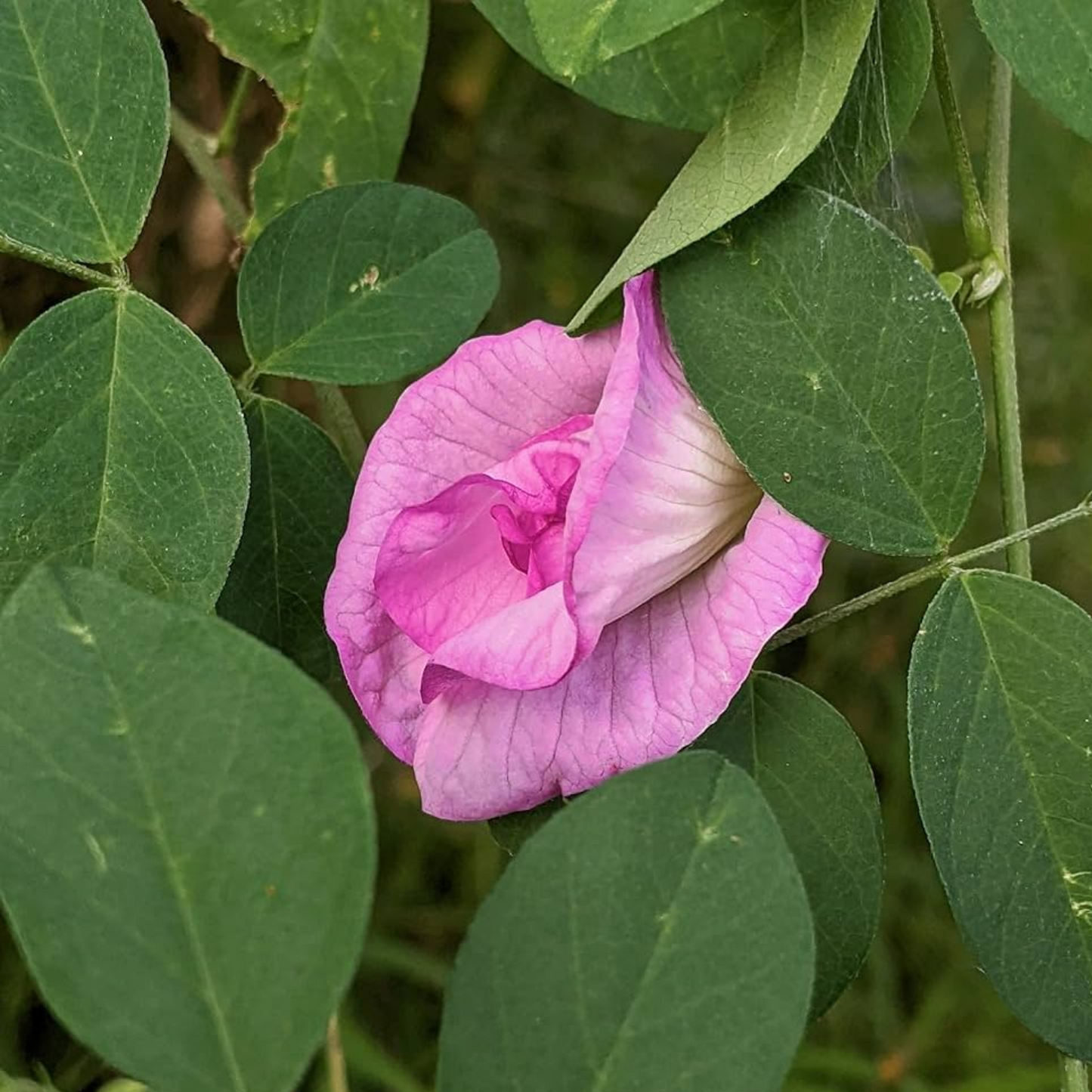 Clitoria Aparajita - Pink Double - 10 Flower Seeds