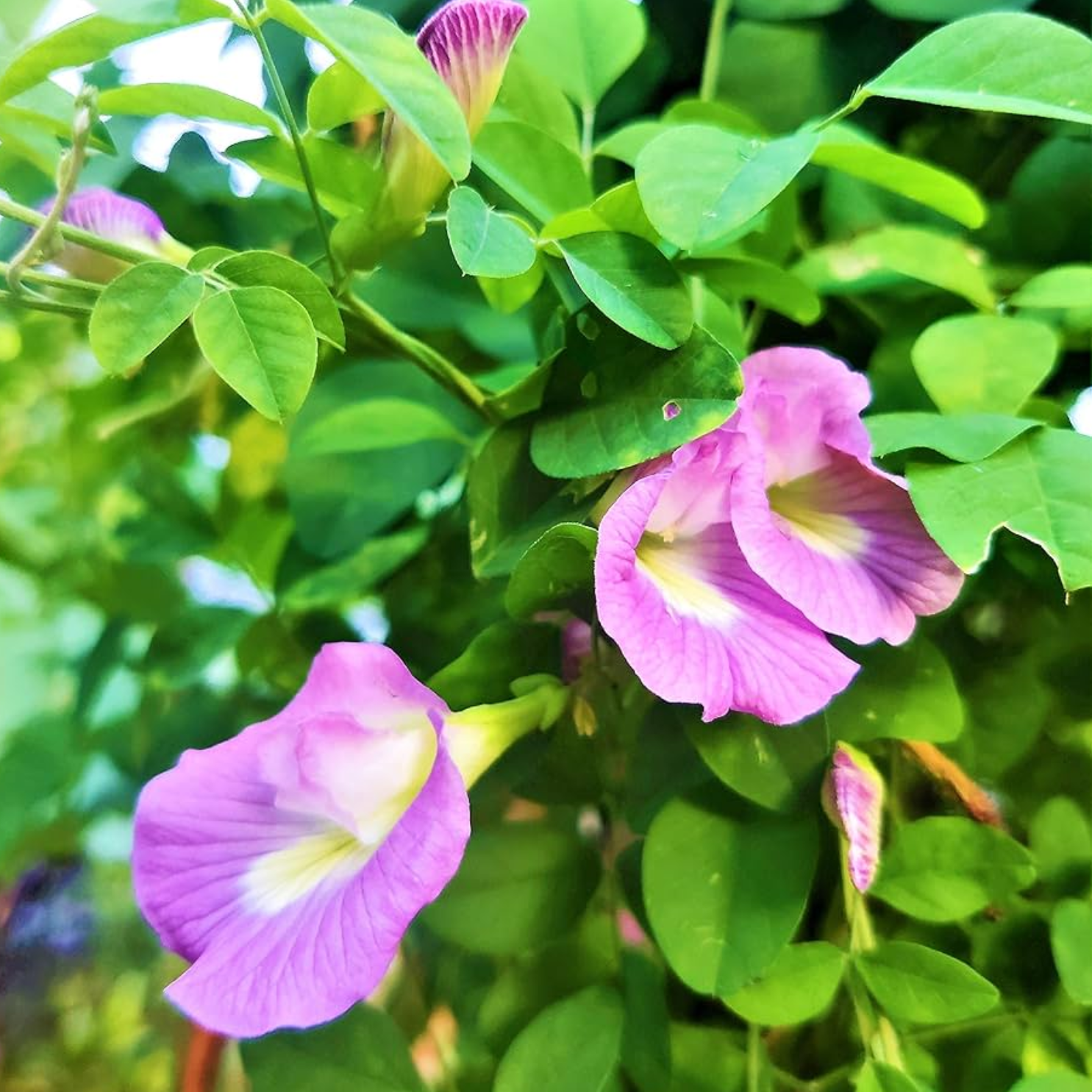 Clitoria Aparajita - Pink - 10 Flower Seeds